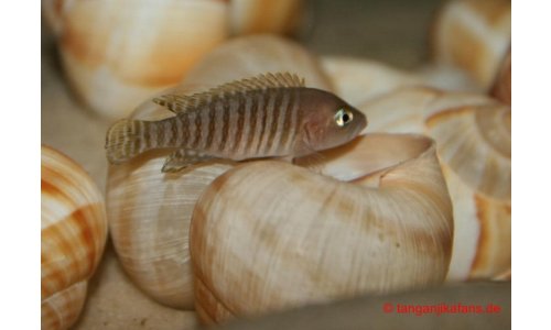 Neolamprologus multifasciatus